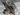 Mascherina paracalore marmitta  bmw r 1150 r  18127655469
